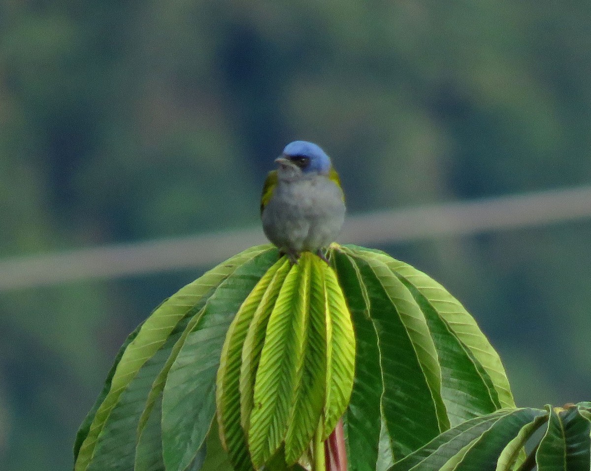 Blue-capped Tanager - ML638965580