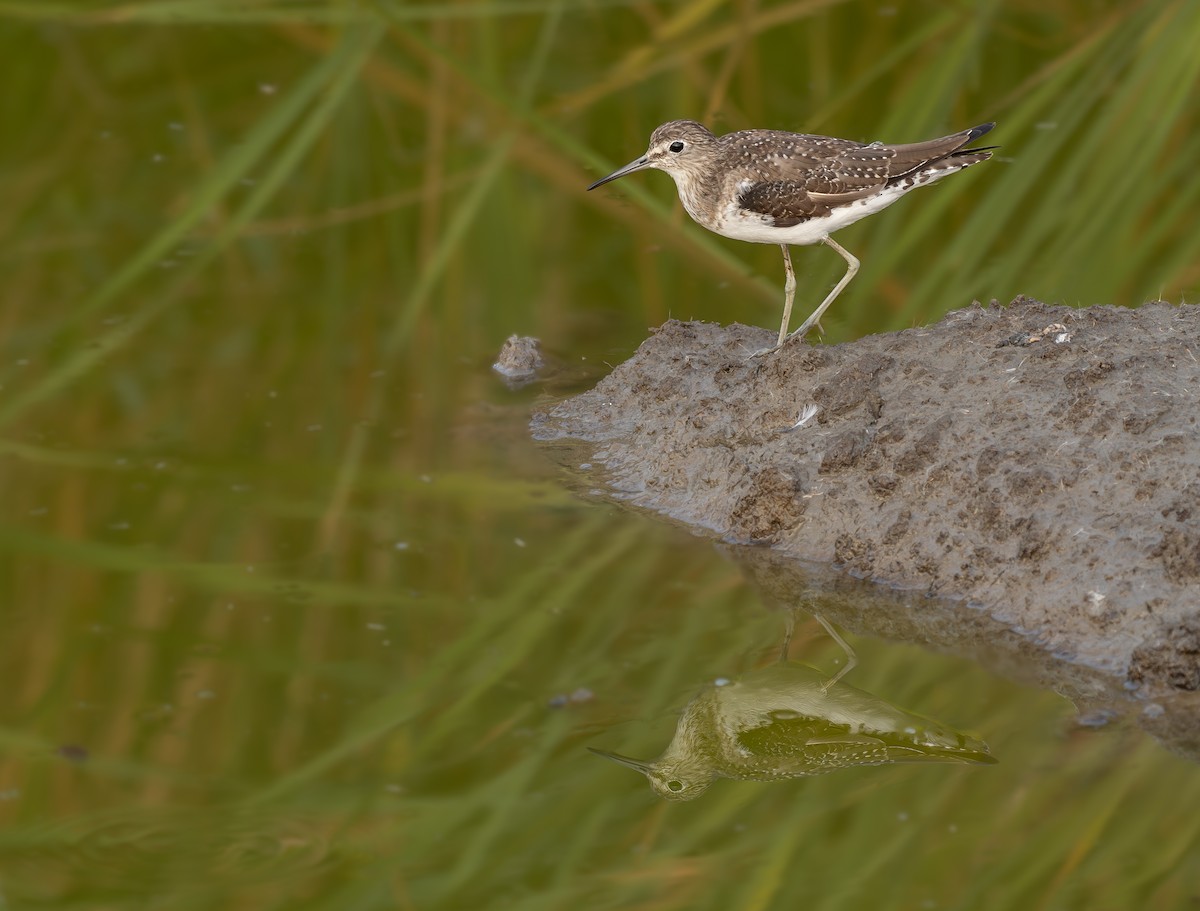 Solitary Sandpiper - ML638965581