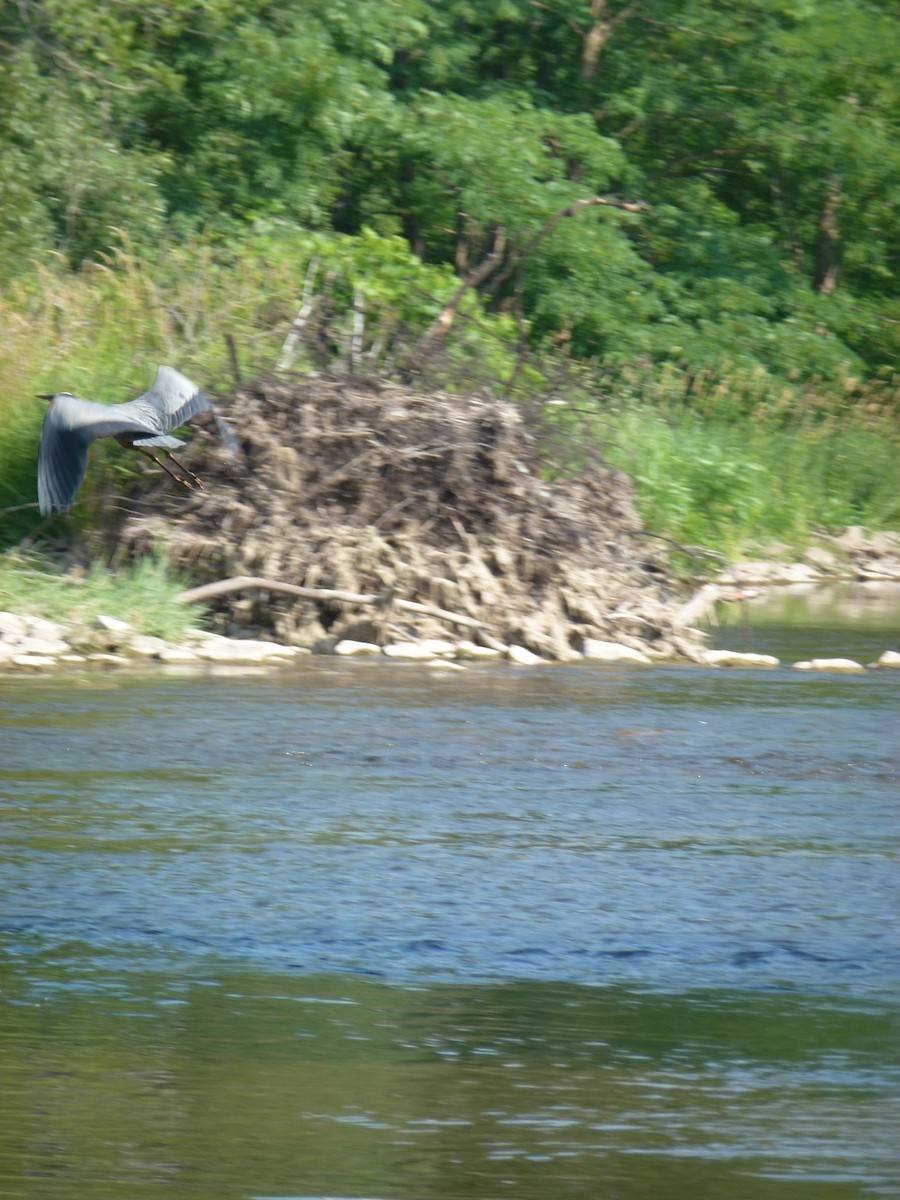 Great Blue Heron - ML638965582