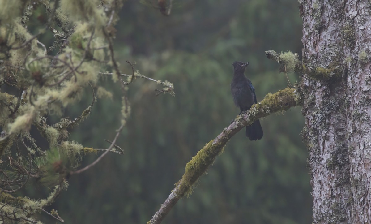 Steller's Jay - ML638965586