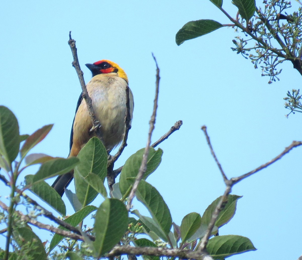 Flame-faced Tanager - ML638965587
