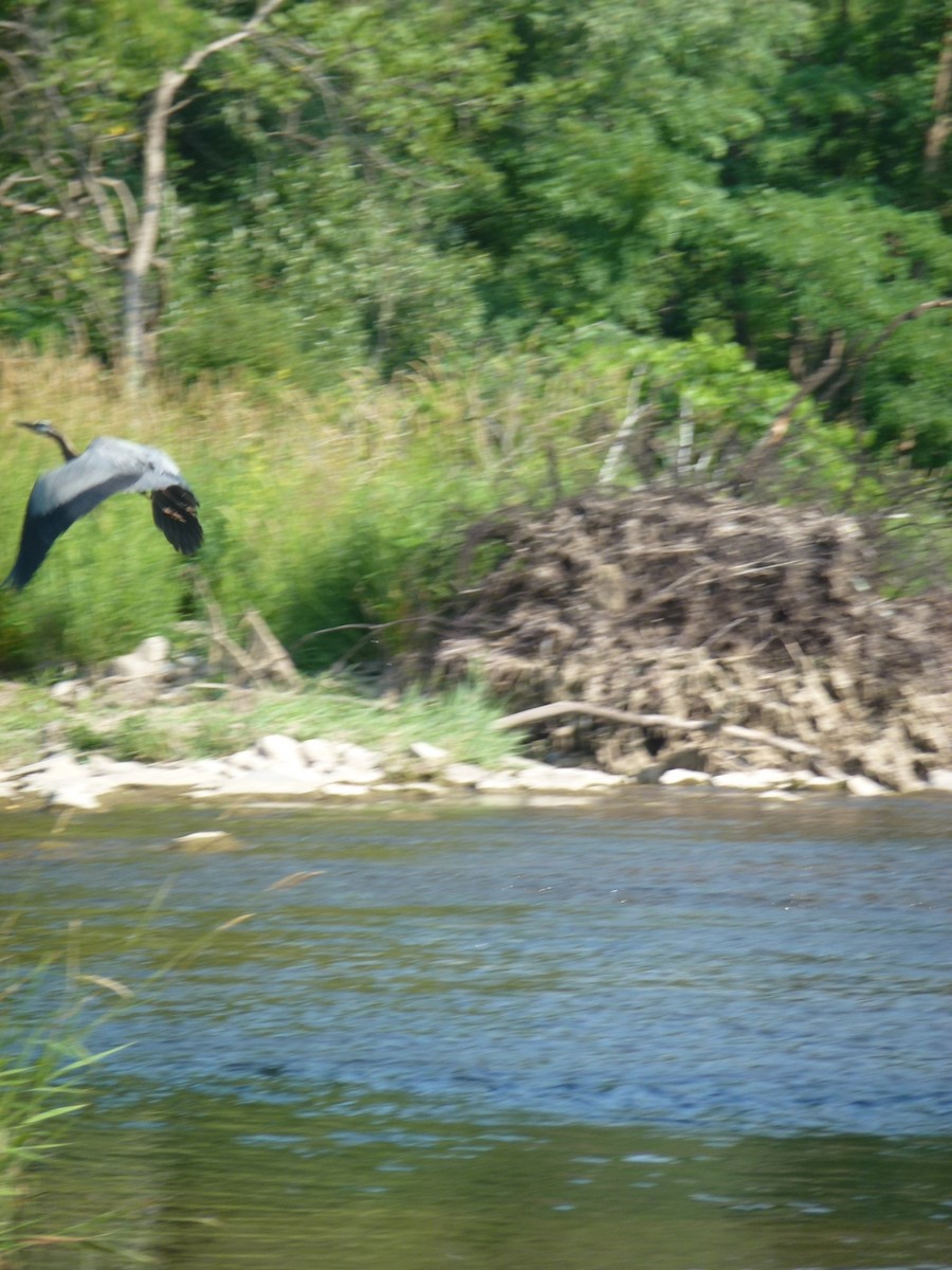 Great Blue Heron - ML638965589