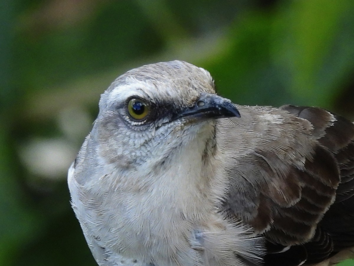 Tropical Mockingbird - ML638965592