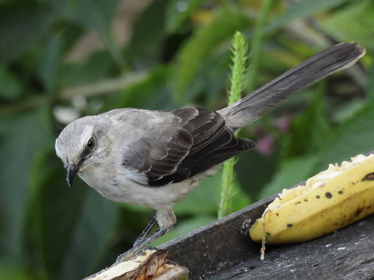Tropical Mockingbird - ML638965593