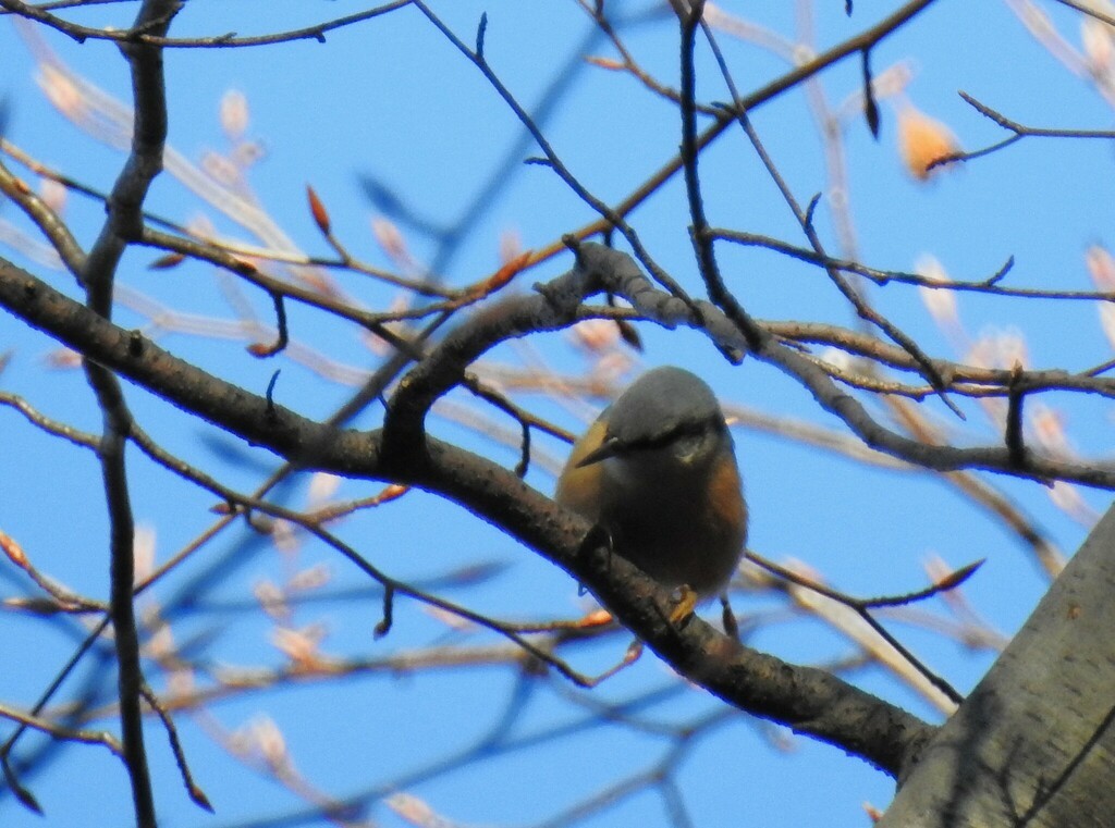 Eurasian Nuthatch - ML638965600