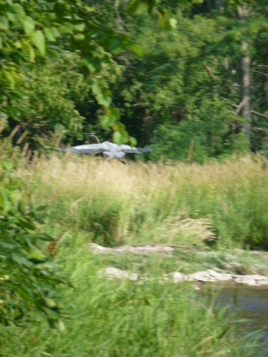 Great Blue Heron - ML638965610