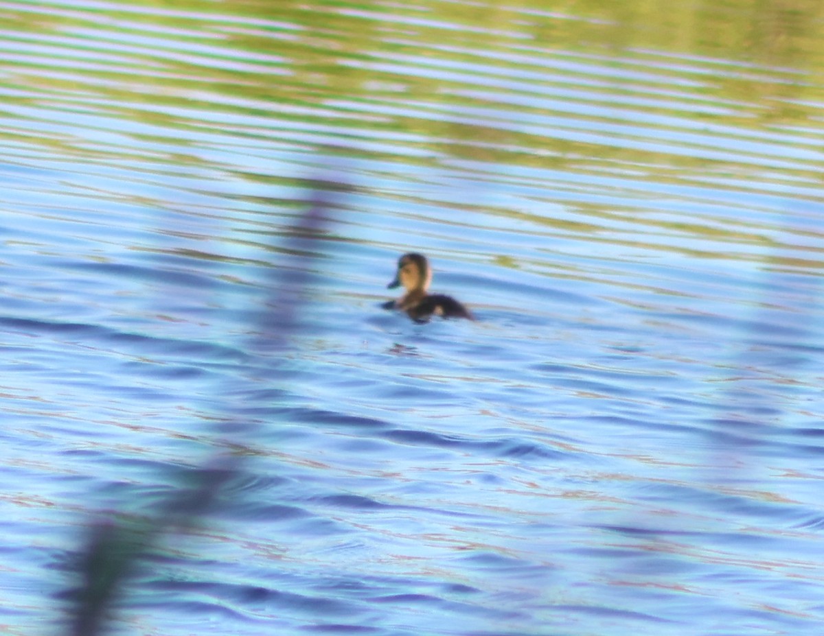 Bufflehead - ML638965625