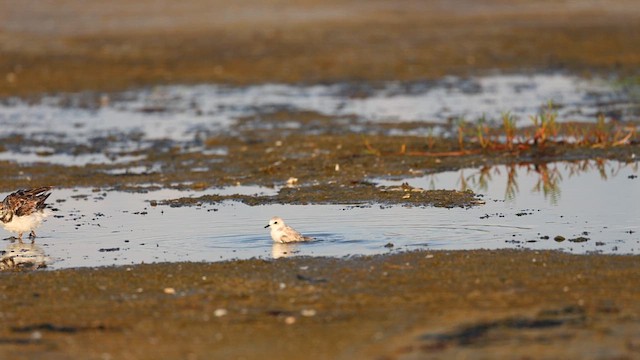 Snowy Plover (Northern) - ML638965633
