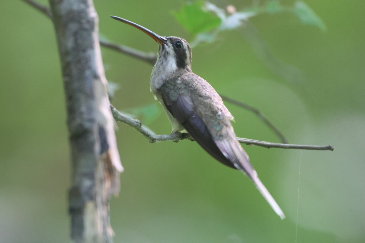 Pale-bellied Hermit - ML638965635