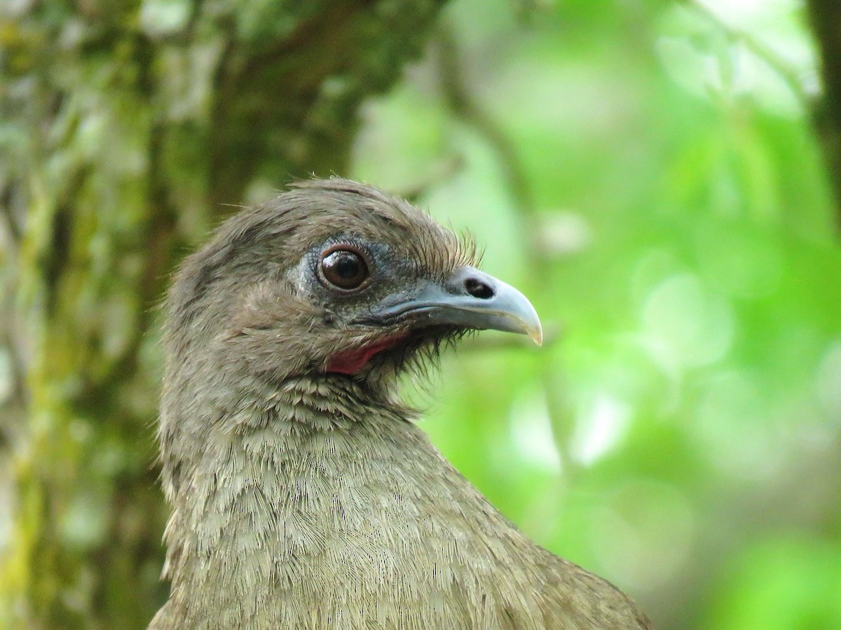 Plain Chachalaca - ML638965637