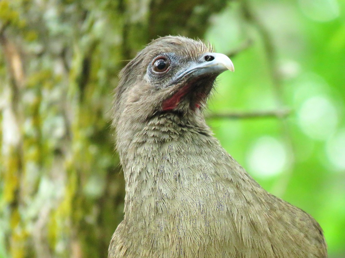 Plain Chachalaca - ML638965638