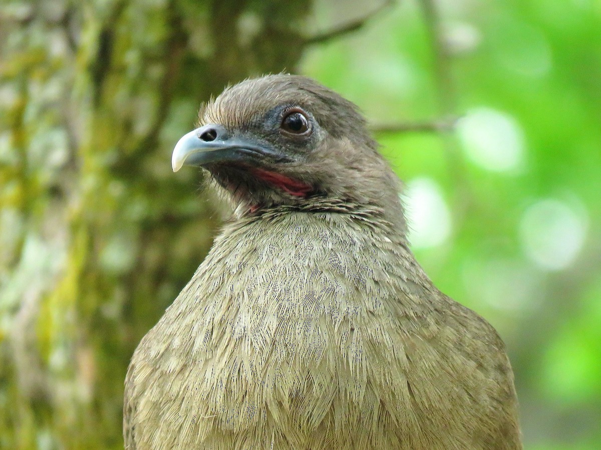 Plain Chachalaca - ML638965639