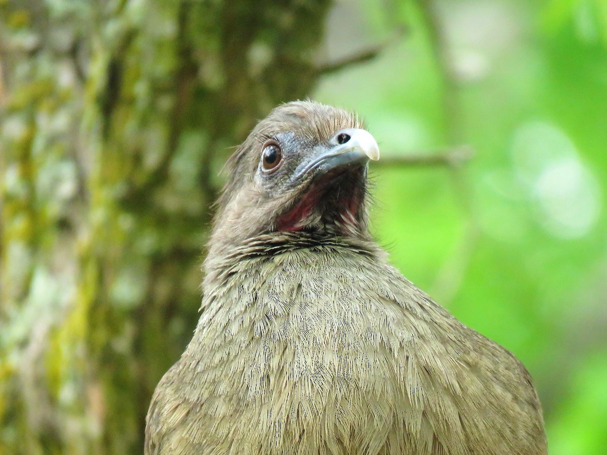 Plain Chachalaca - ML638965640