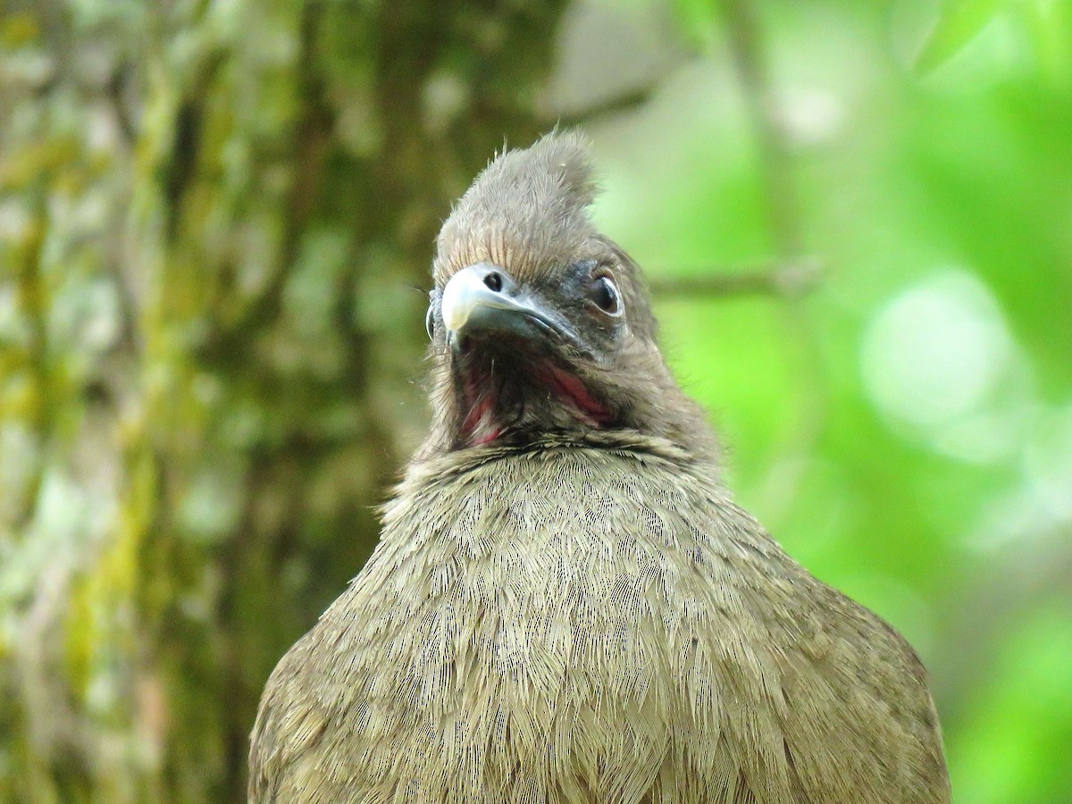 Plain Chachalaca - ML638965641