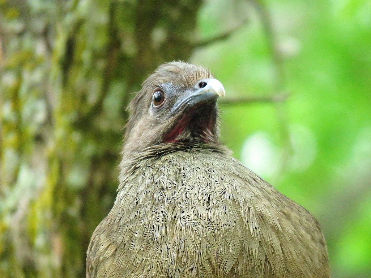 Plain Chachalaca - ML638965642