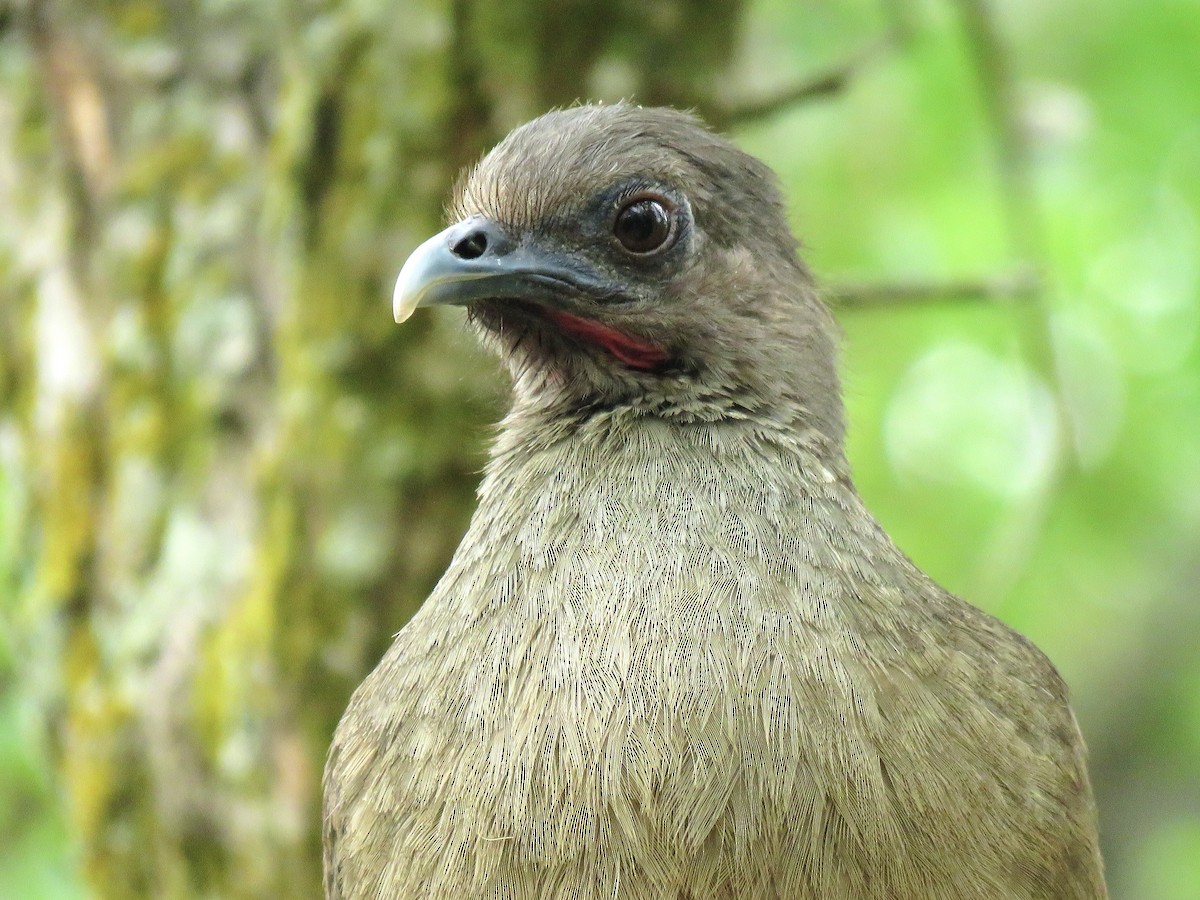 Plain Chachalaca - ML638965643