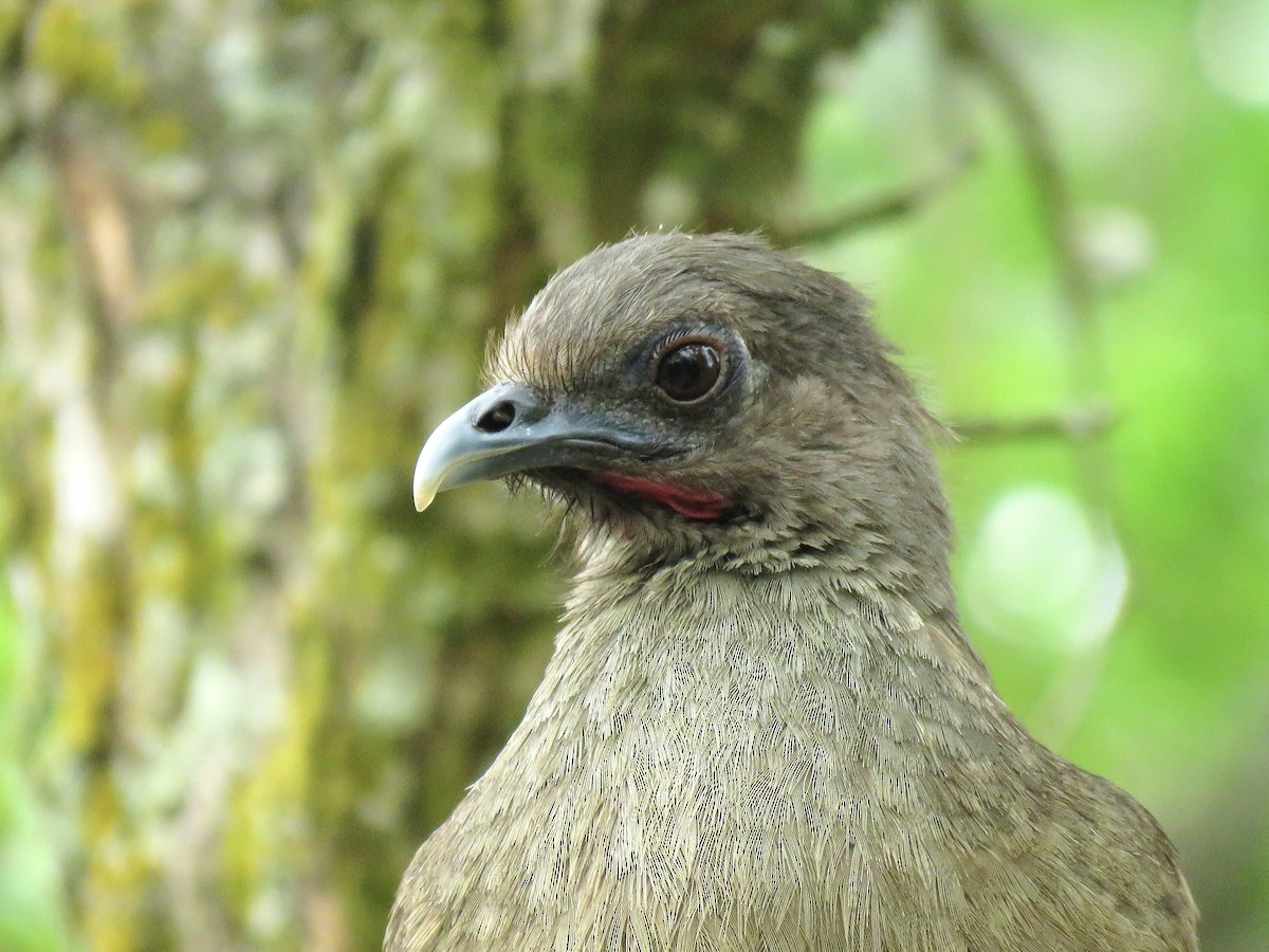 Plain Chachalaca - ML638965644