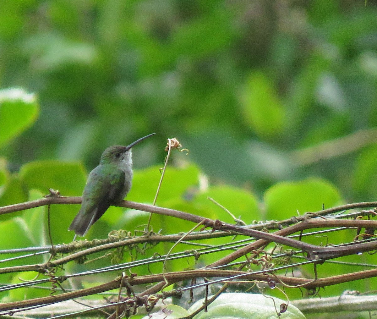 White-bellied Hummingbird - ML638965650
