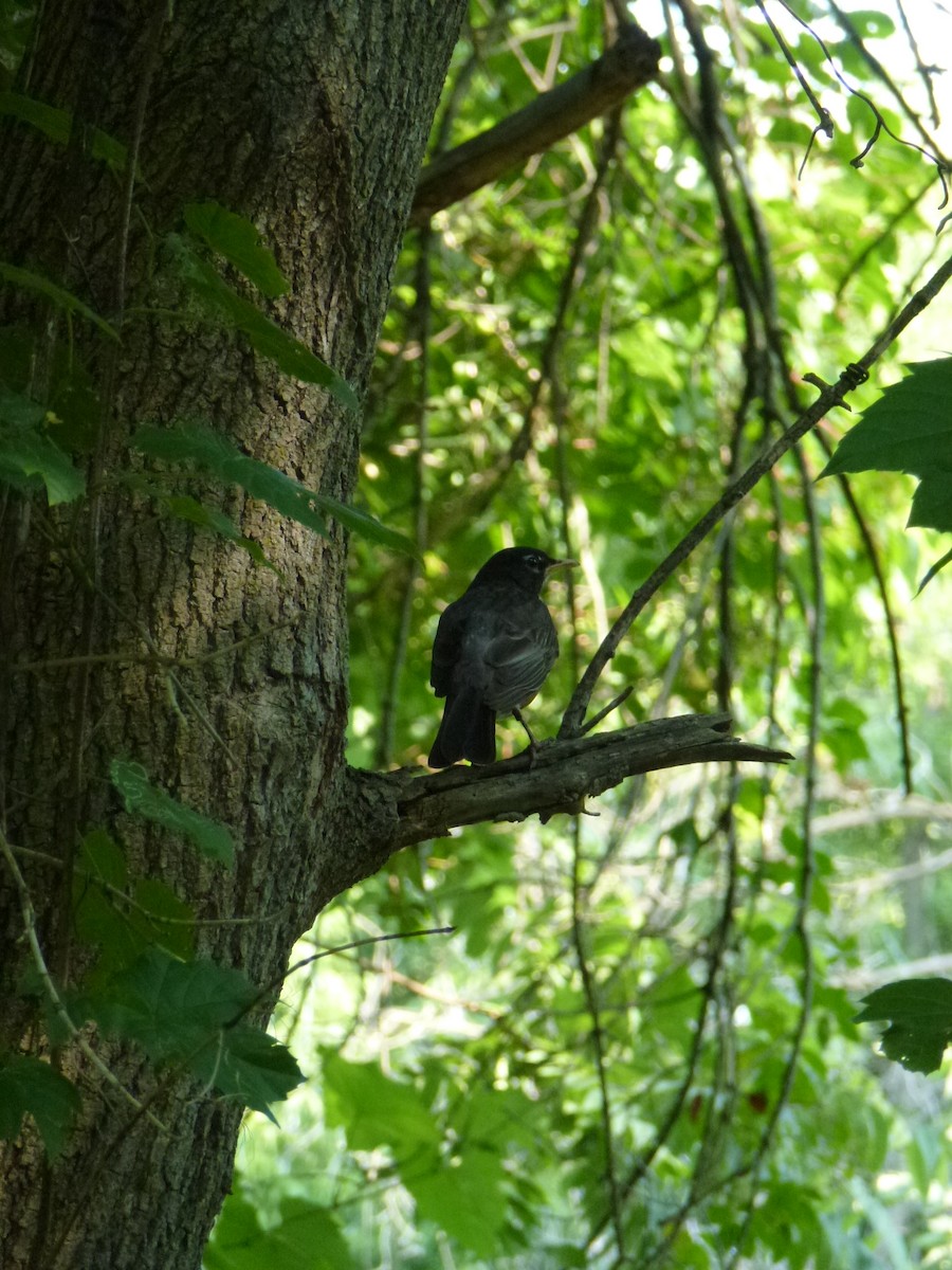 American Robin - ML638965654