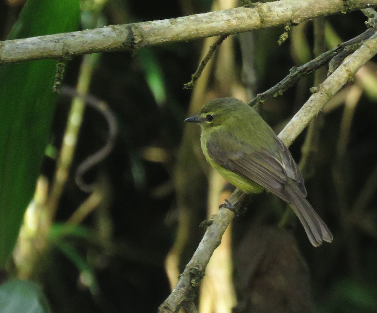 Flavescent Flycatcher - ML638965660