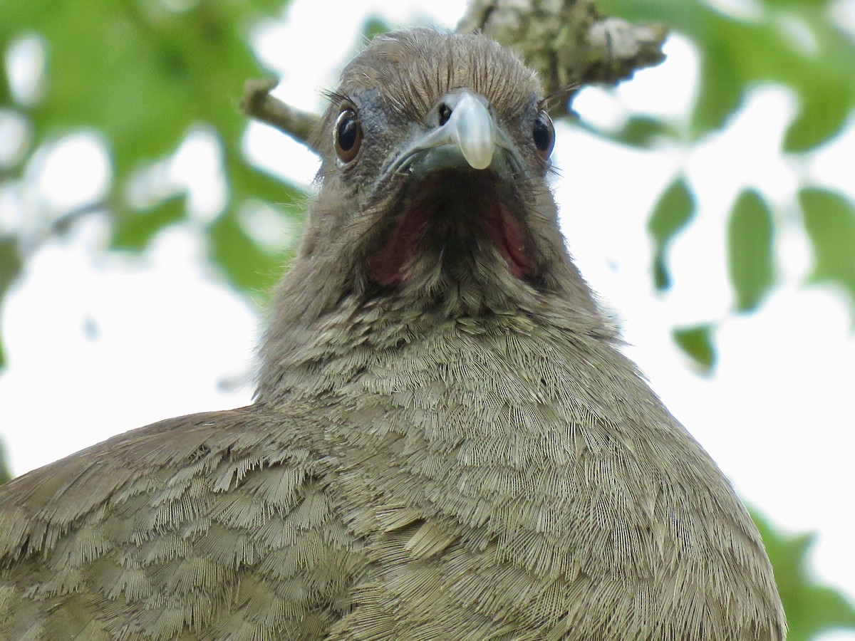 Plain Chachalaca - ML638965668