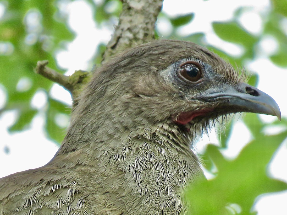 Plain Chachalaca - ML638965669