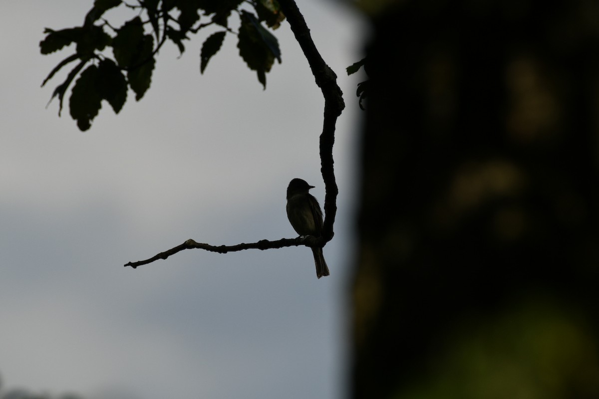 Eastern Wood-Pewee - ML638965671