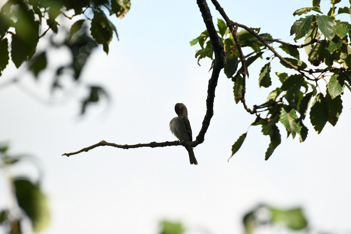 Eastern Wood-Pewee - ML638965672