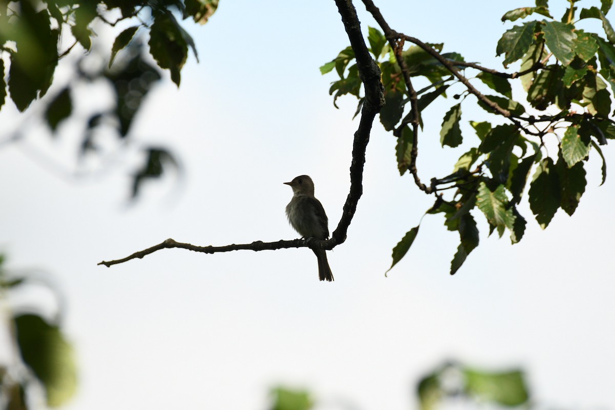 Eastern Wood-Pewee - ML638965673