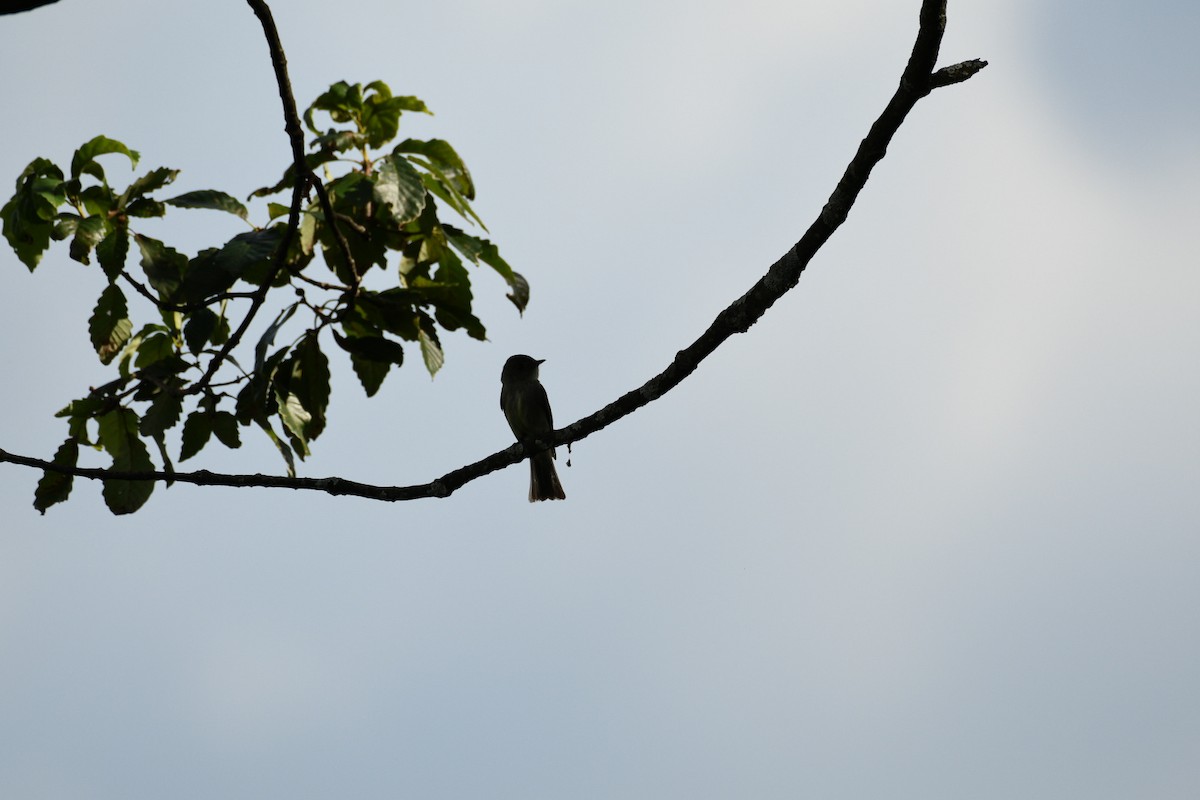 Eastern Wood-Pewee - ML638965674