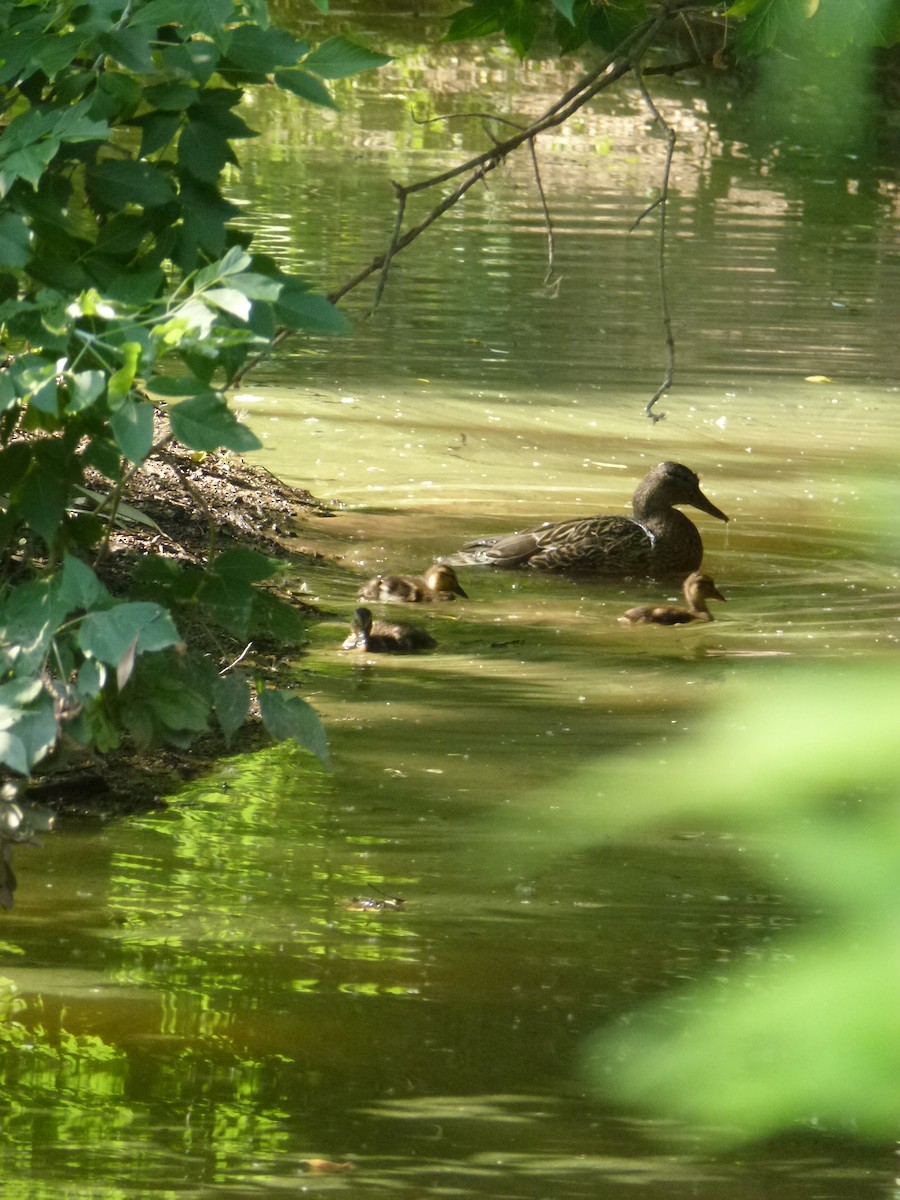 Mallard - ML638965695