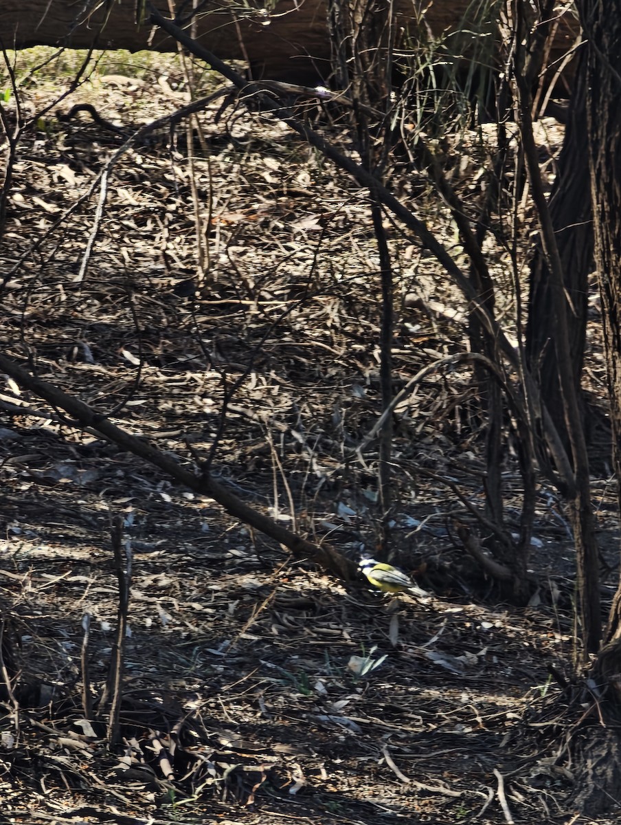 Eastern Shrike-tit - ML638965697