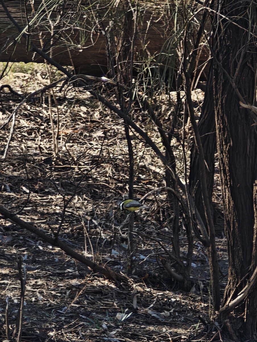 Eastern Shrike-tit - ML638965699