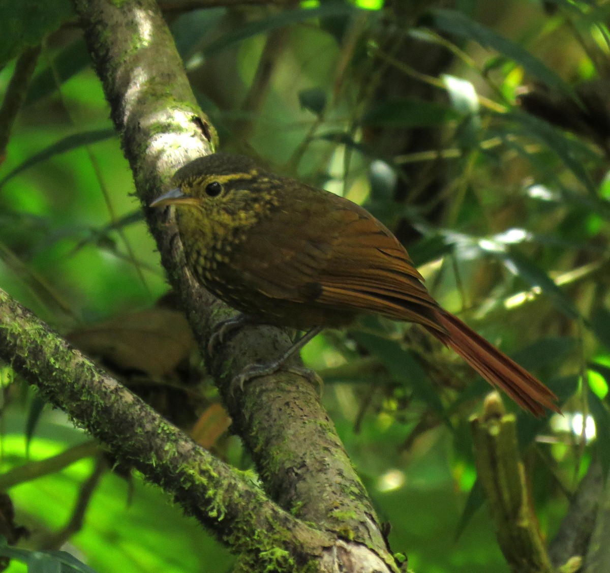 Rusty-winged Barbtail - ML638965702