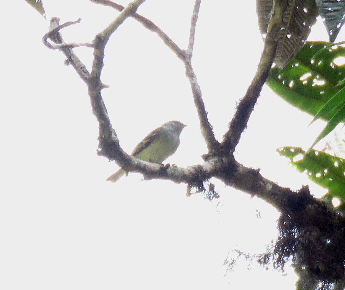 White-tailed Tyrannulet - ML638965714