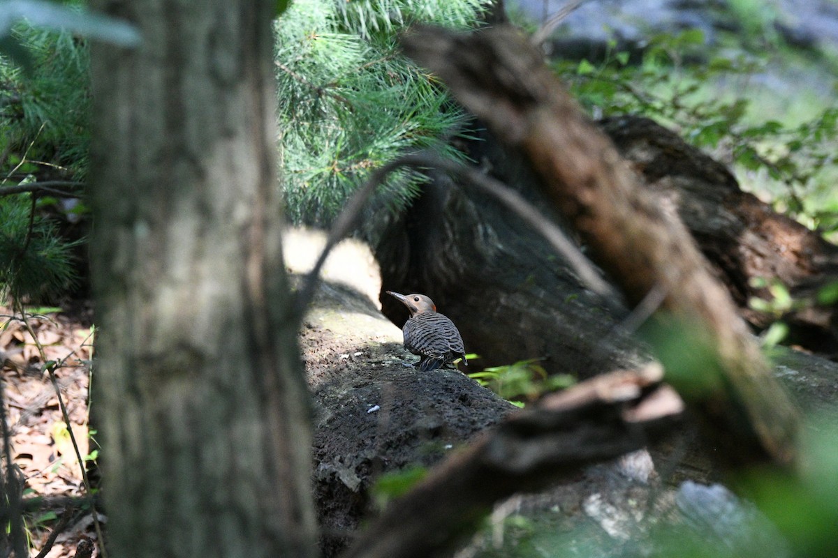 Northern Flicker - ML638965769