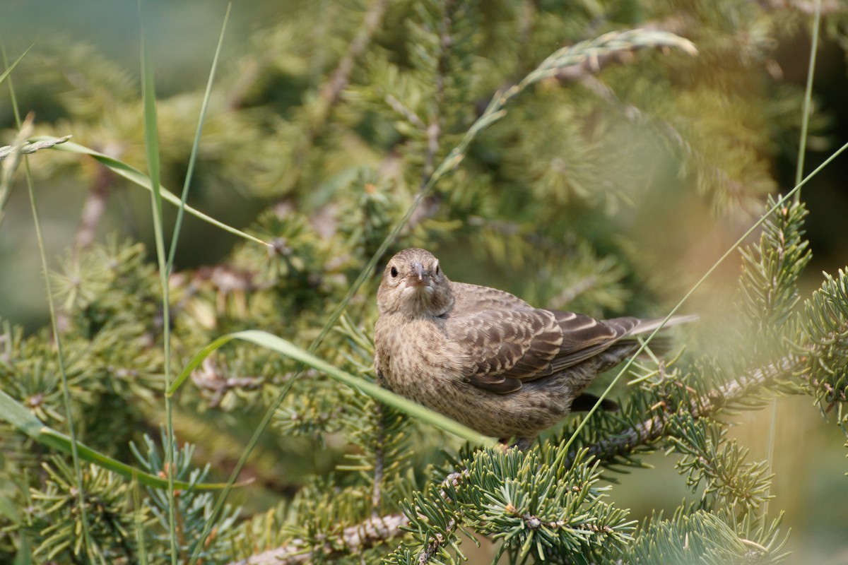 Brown-headed Cowbird - ML638965794