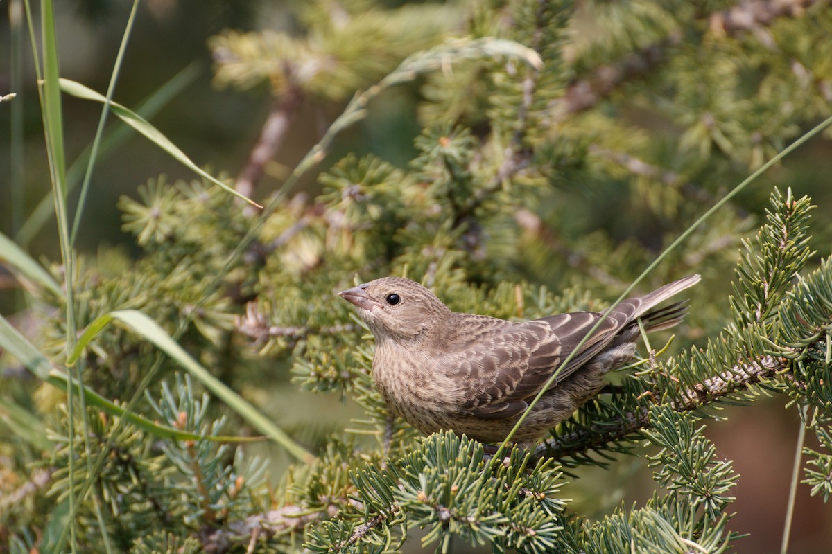 Brown-headed Cowbird - ML638965795