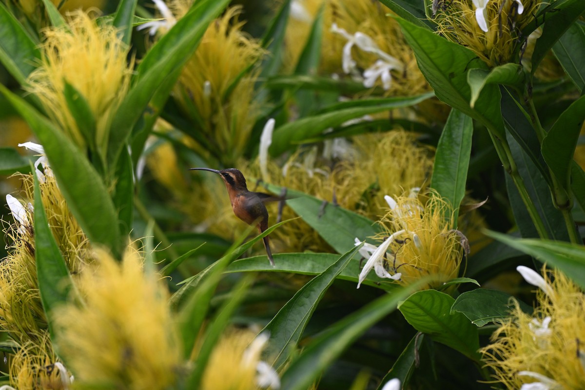 Gray-chinned Hermit - ML638965798