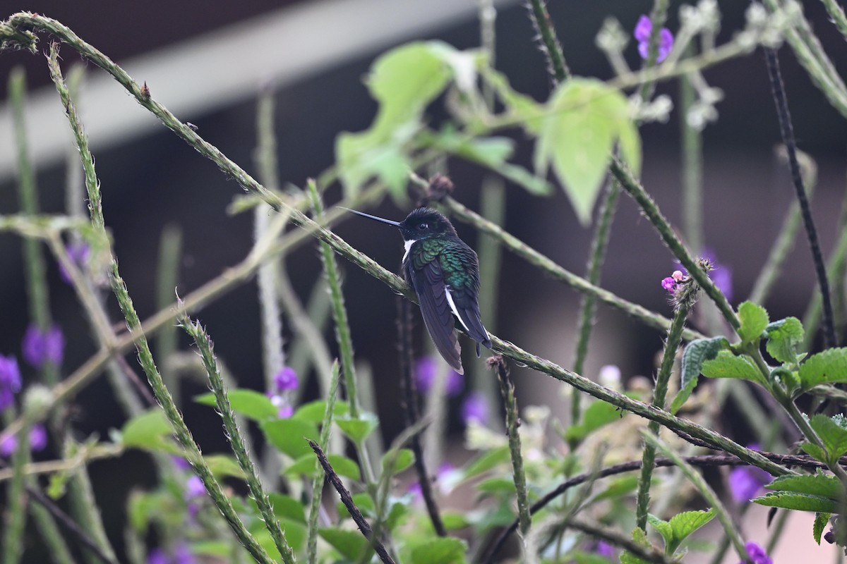 Violettscheitelkolibri - ML638965799