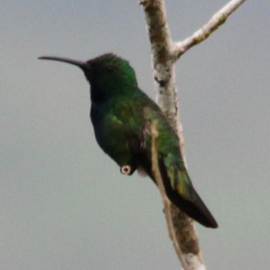 Black-crested Coquette - ML638965824
