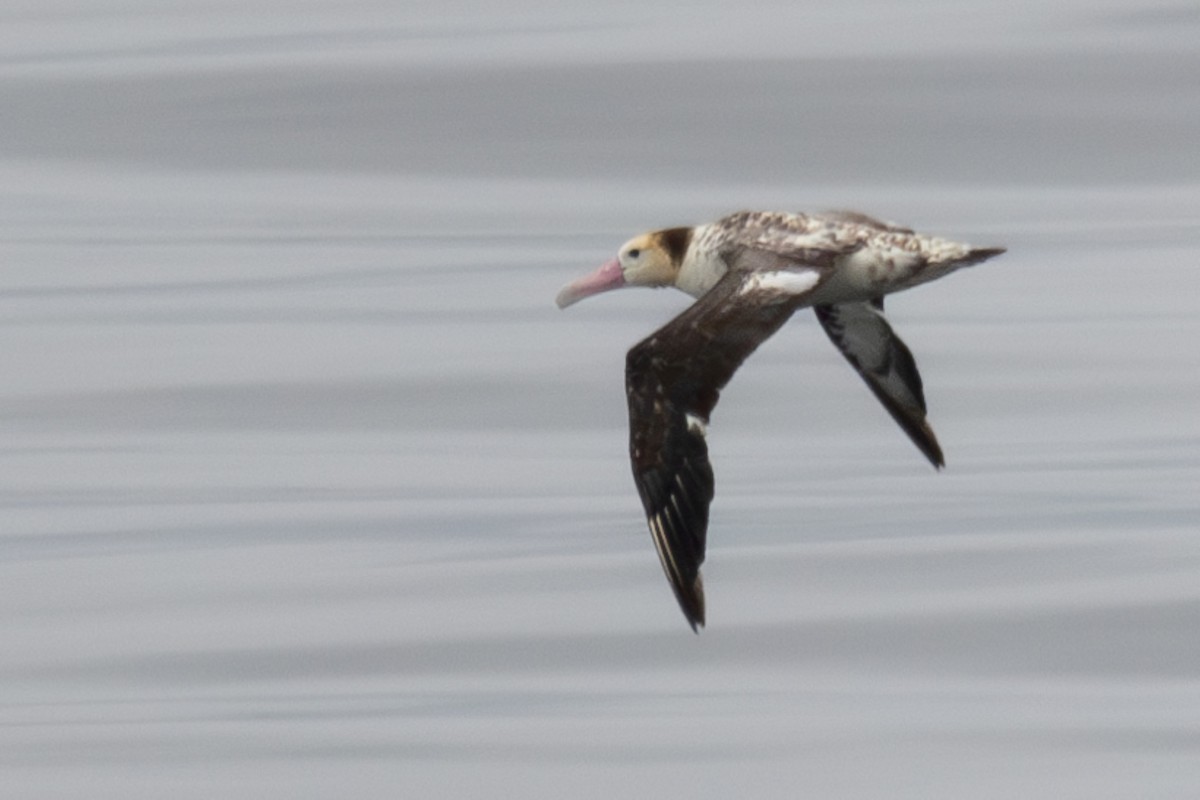 Short-tailed Albatross - ML638965827