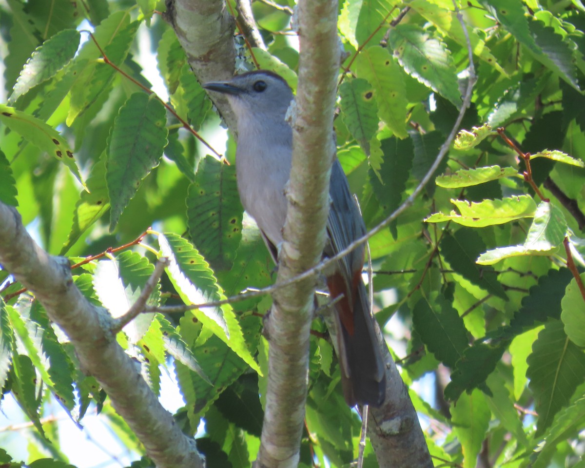 Gray Catbird - ML638965845