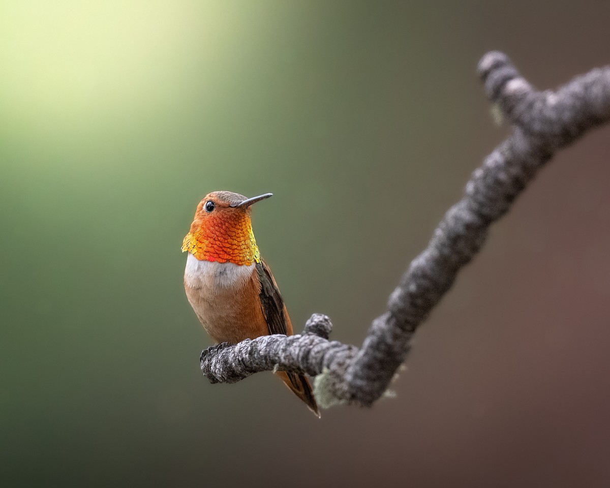 Colibri roux - ML638965864