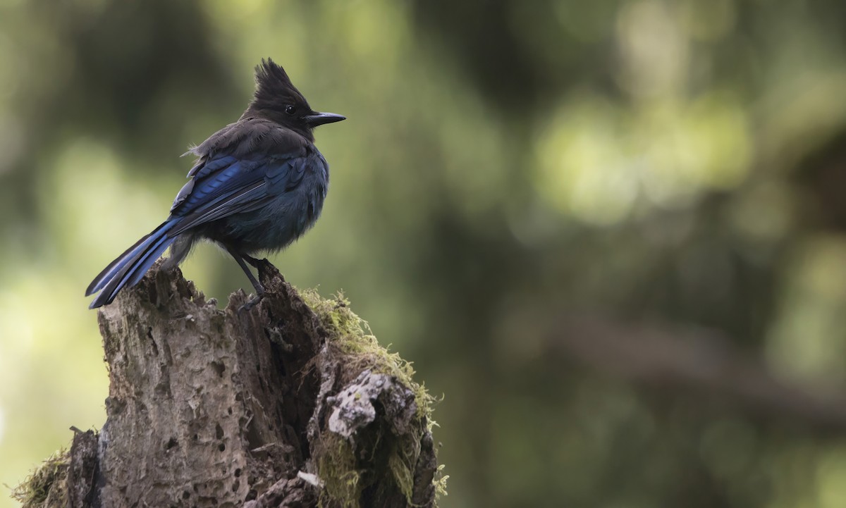 Steller's Jay - ML638965870