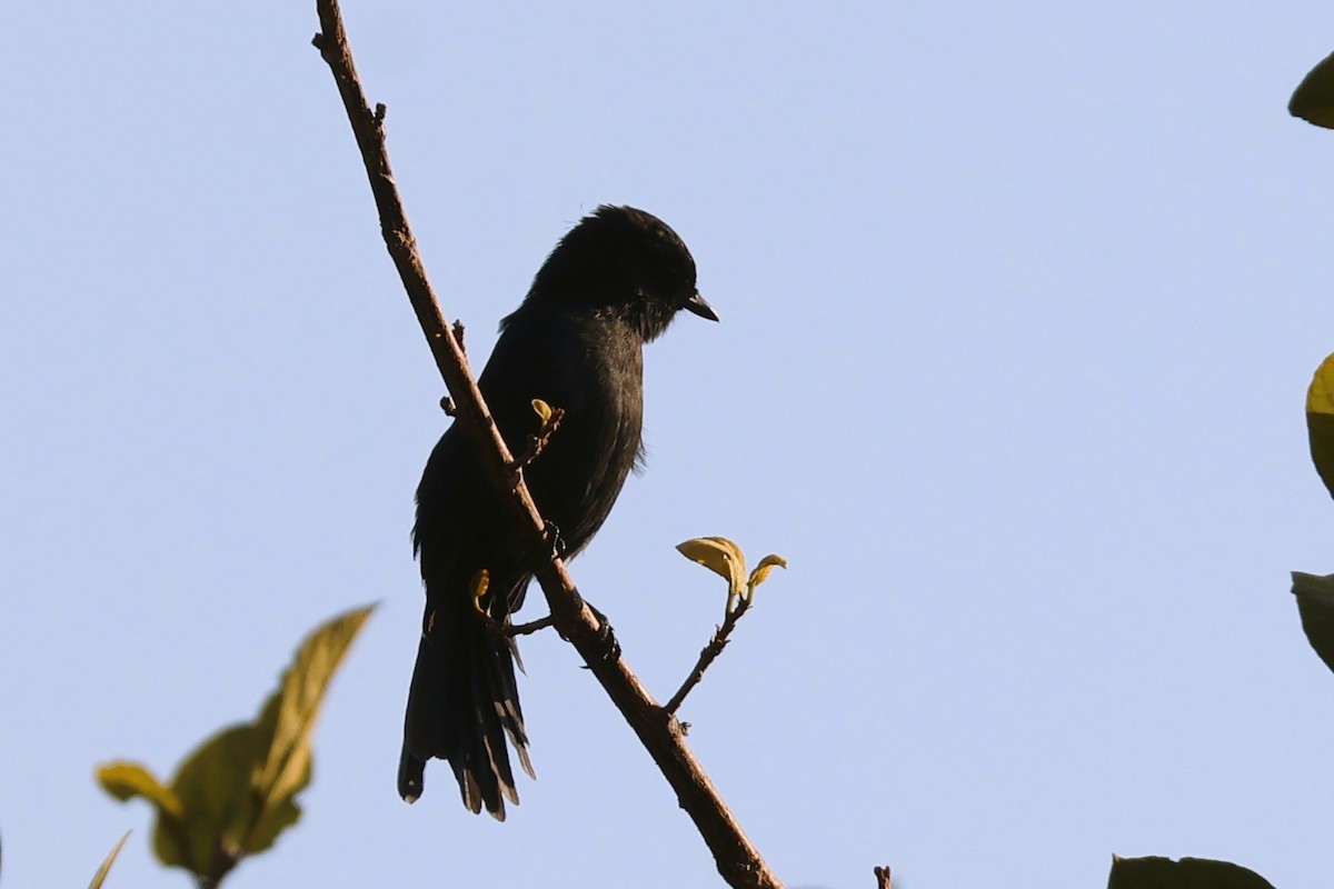 Northern Black-Flycatcher - ML638965877