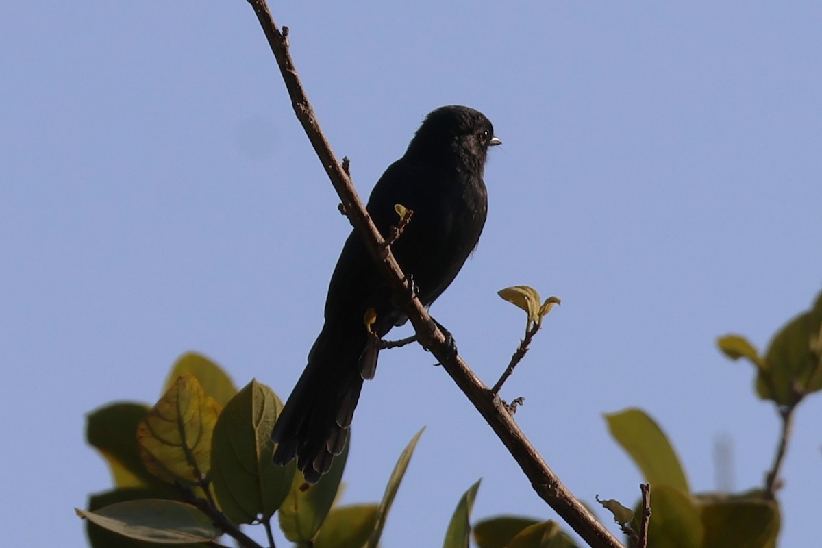 Northern Black-Flycatcher - ML638965878
