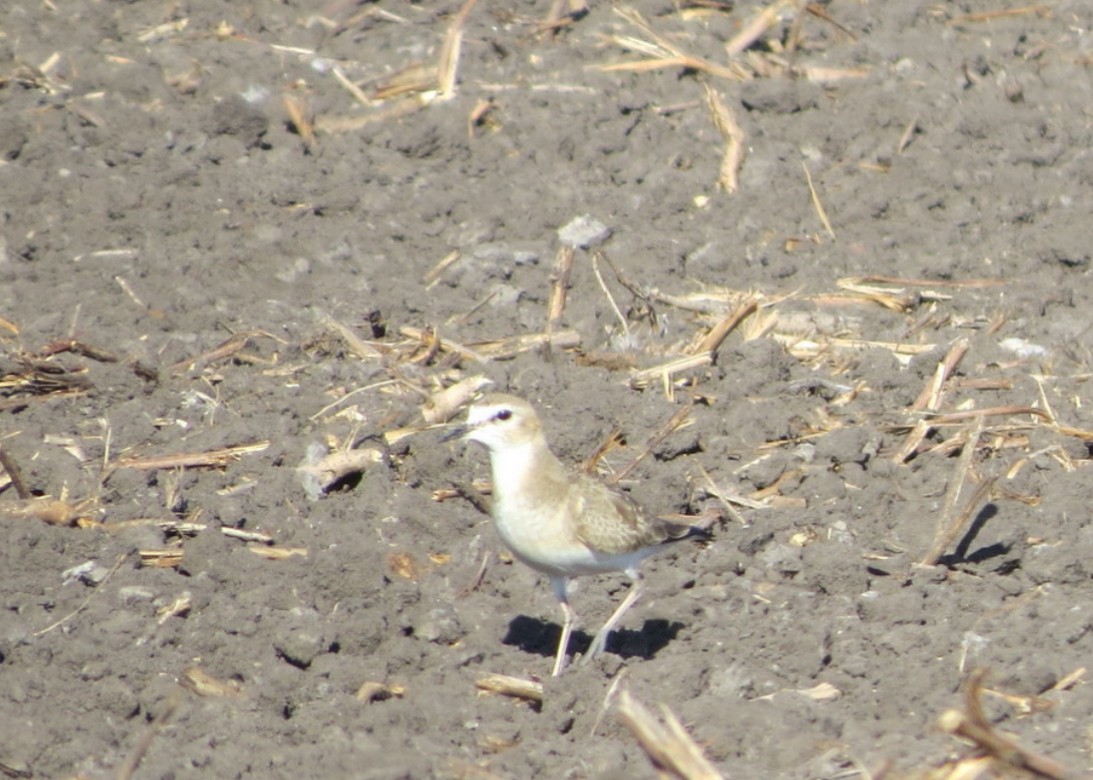 Mountain Plover - ML638965898