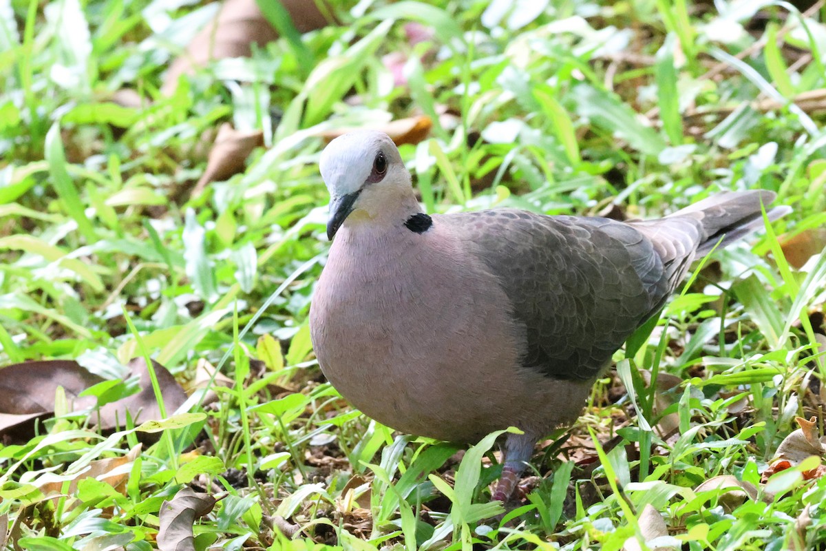 Red-eyed Dove - ML638965910