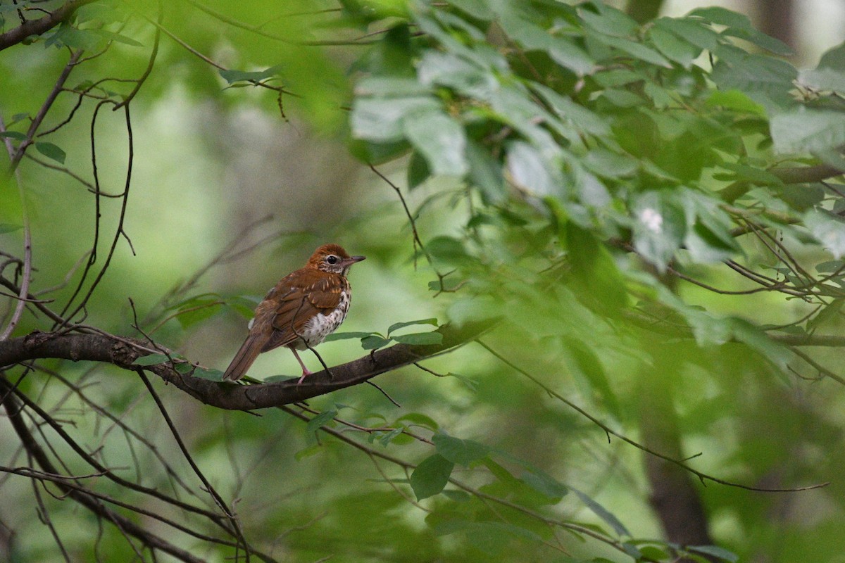 Wood Thrush - ML638965955